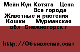 Мейн Кун Котята › Цена ­ 15 000 - Все города Животные и растения » Кошки   . Мурманская обл.,Снежногорск г.